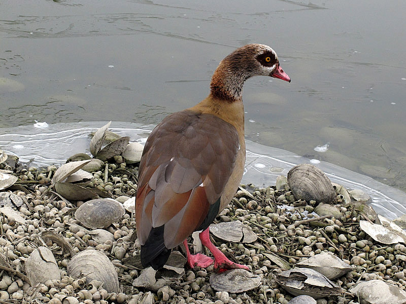 Oca egiziana (alopochen-aegyptiacus)